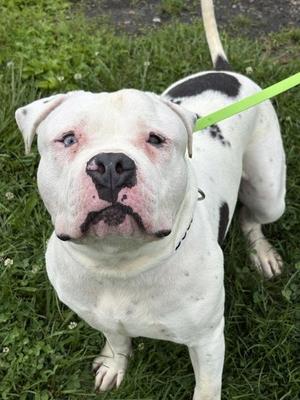Hobbs, American Bulldog, adult, available for adoption