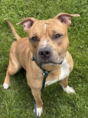 Goldfinder, American Staffordshire Terrier, adult, available for adoption