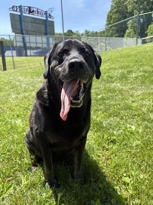 Coolmore, Labrador Retriever, adult, available for adoption