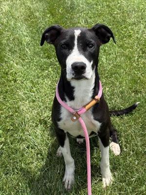 Del Mar, Black Mouth Cur, adult, available for adoption