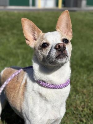 Chichi, Chihuahua, adult, available for adoption