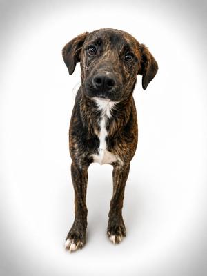 A brindle puppy with a white chest standing on a white background.