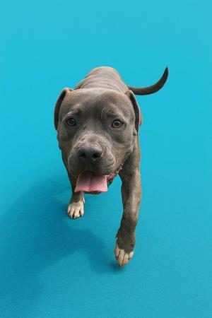A gray pitbull puppy running towards the camera on a blue background.