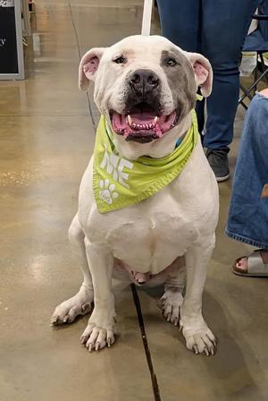 A white dog with a green bandana that says "ONE" sitting on a concrete floor.