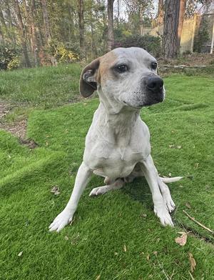 Chance, Mixed Breed, adult, available for adoption