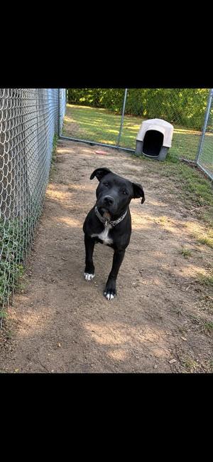 A black dog with a white chest and paws stands on a dirt path in an outdoor enclosure. The dog is wearing a collar and looking directly at the camera. In the background, there is a chain-link fence and a small dog house.