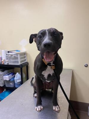 A black dog with a white chest and paws, wearing a collar and leash, sitting on a table in a veterinary clinic.