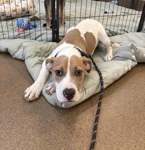 A brown and white dog lying on a cushion with a leash attached to its collar.