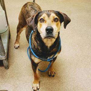 BETHANY, Hound, senior, available for adoption