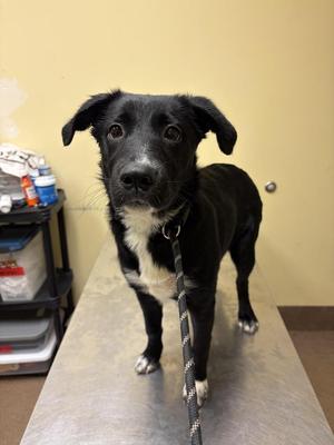 Blyss, Mixed Breed, puppy, available for adoption