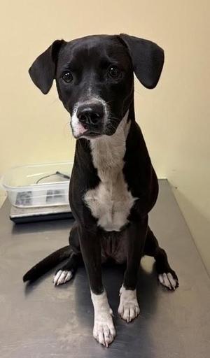 Bam ✅, Mixed Breed, young, available for adoption