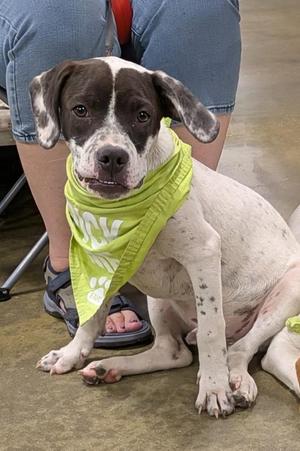 Chip, Mixed Breed, puppy, available for adoption