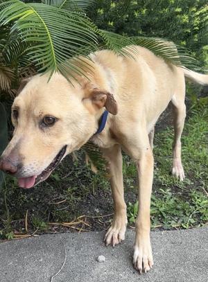 Chadwick, Mixed Breed, adult, available for adoption