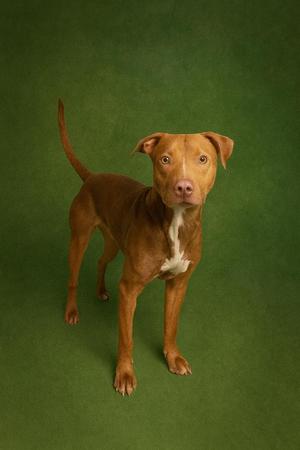 A brown dog with a white patch on its chest standing on a green background.