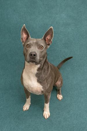 A gray and white dog standing on a green background