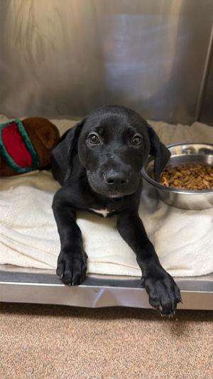 Beans McGee, Mixed Breed, puppy, available for adoption