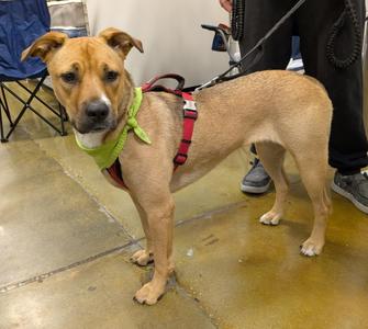 Baguette, Mixed Breed, young, available for adoption