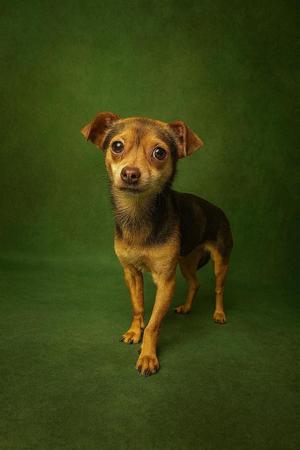 A small brown dog standing on a green background