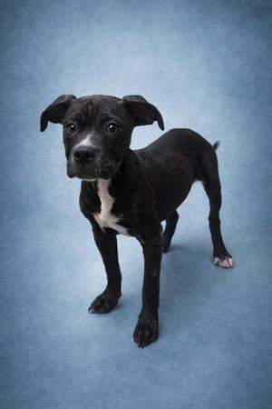 Aspen ✅, Mixed Breed, puppy, available for adoption