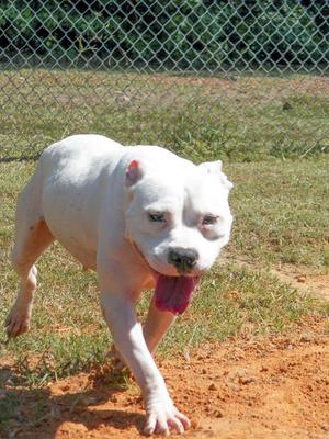 A white dog with its tongue out running on a dirt path.