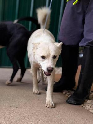 Yara, Mixed Breed, adult, available for adoption