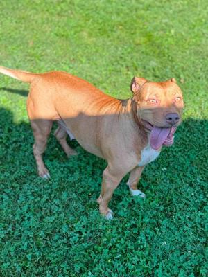Kimmie, Mixed Breed, adult, available for adoption