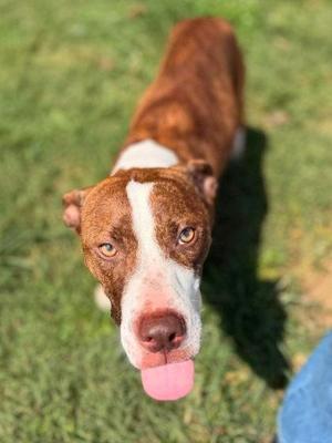Diamond, Mixed Breed, adult, available for adoption