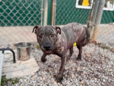 Chips, Mixed Breed, young, available for adoption