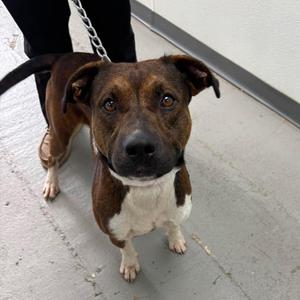 Braxton, Mixed Breed, young, available for adoption