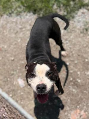 Kody, Mixed Breed, adult, available for adoption