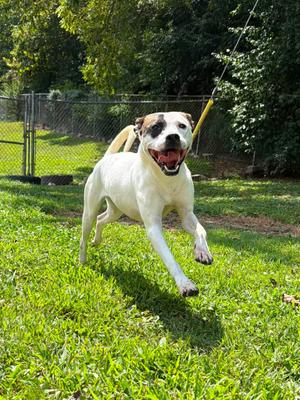 Honey, Mixed Breed, adult, available for adoption