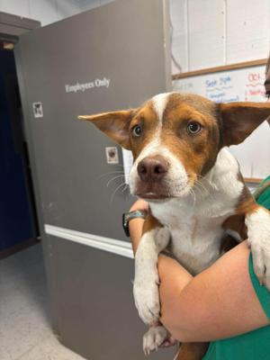 Biscuits, Mixed Breed, young, available for adoption