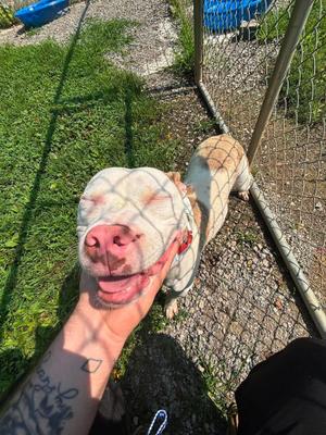 rocco, Mixed Breed, adult, available for adoption