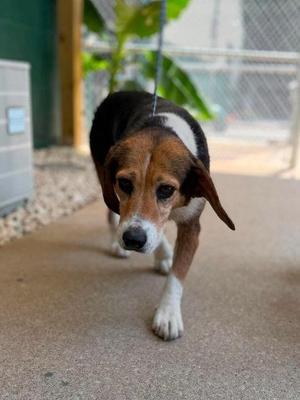 Rumi, Mixed Breed, adult, available for adoption