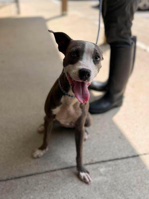 Cricket, Mixed Breed, young, available for adoption