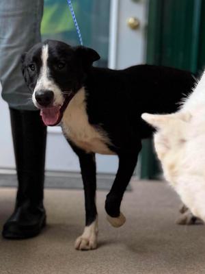 Roo, Mixed Breed, adult, available for adoption