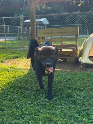 A black dog with a blue collar and a pink tongue is running on a grassy area in a fenced enclosure. In the background, there is a wooden bench and a small shelter.