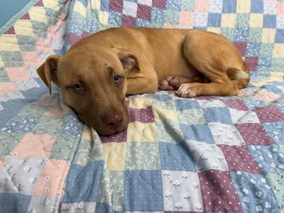 Aunt Bee, Mixed Breed, young, available for adoption