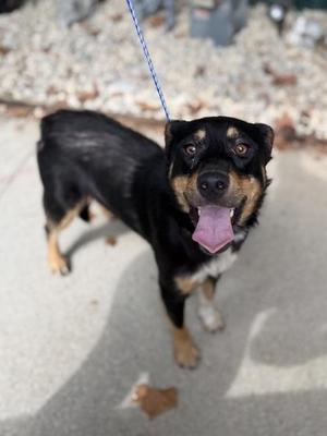 Bridgett, Mixed Breed, adult, available for adoption