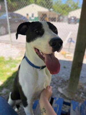Brucey, Mixed Breed, adult, available for adoption