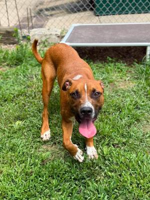 Heidi, Mixed Breed, young, available for adoption