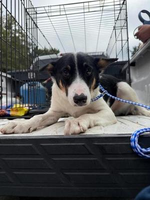 Gumbie, Mixed Breed, young, available for adoption