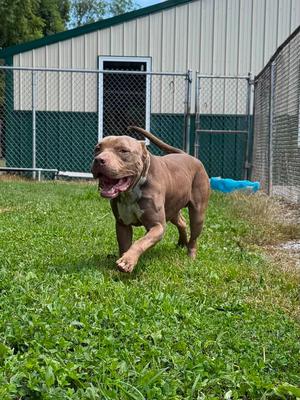 Keyzer, Mixed Breed, adult, available for adoption