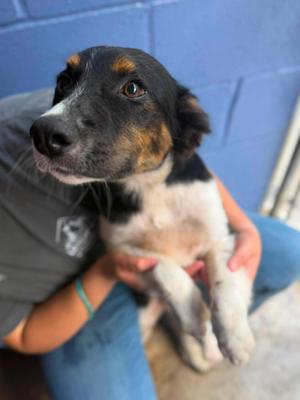 Chauncy, Mixed Breed, young, available for adoption