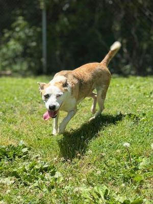 Aggie, Mixed Breed, adult, available for adoption