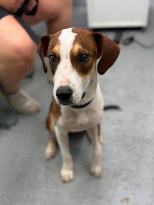 Lasso, Mixed Breed, young, available for adoption