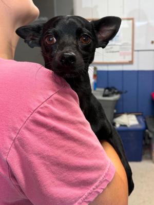 Clifford, Mixed Breed, adult, available for adoption