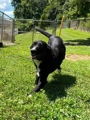 Doofy, Mixed Breed, adult, available for adoption