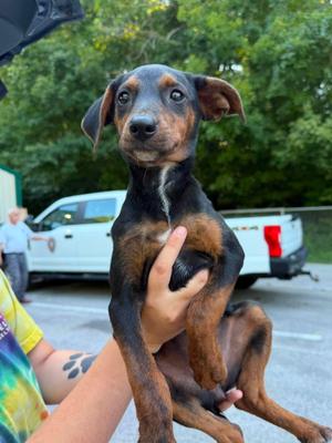 Sible, Mixed Breed, young, available for adoption