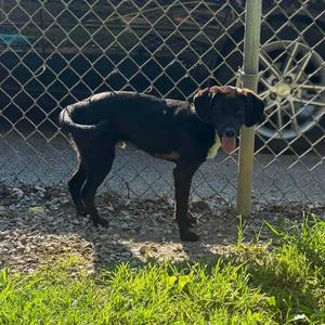 Pebble, Mixed Breed, young, available for adoption